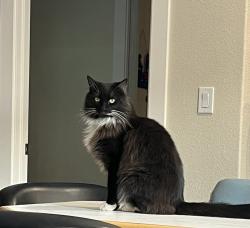 Reunited Male Cat last seen Standish Drive between Cole and Branham, San Jose, CA 95124