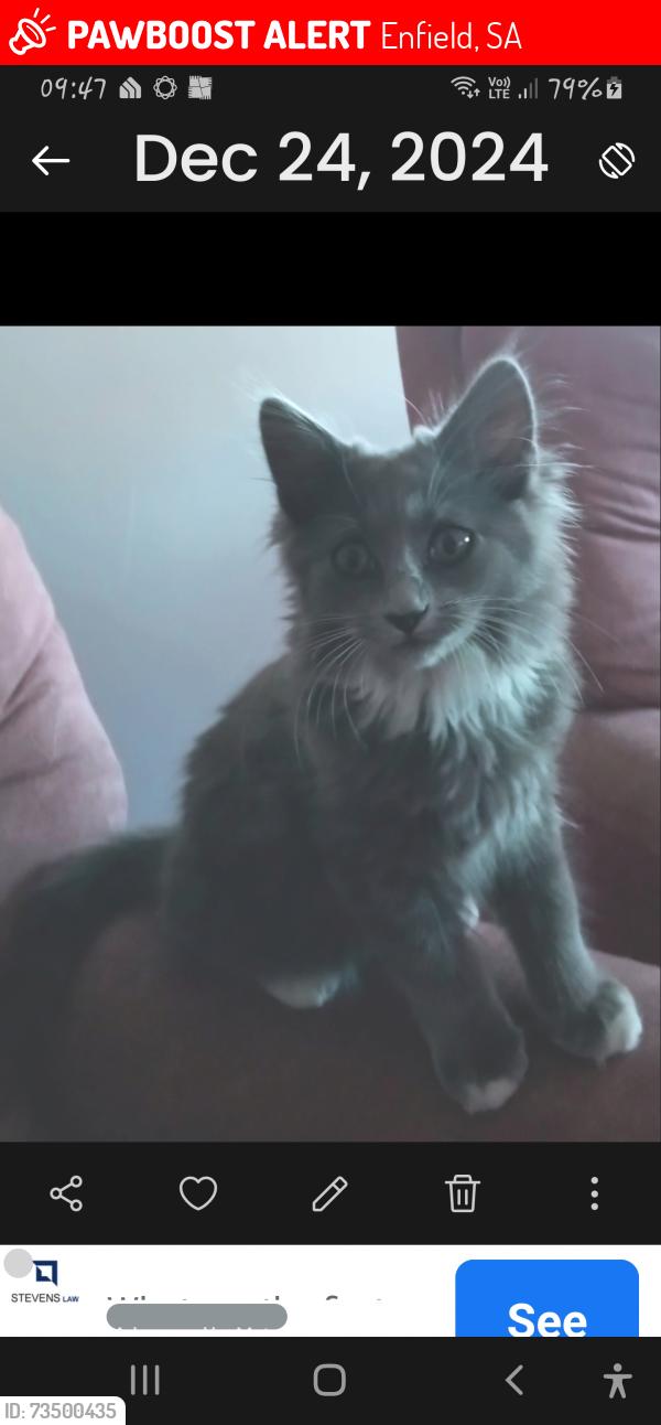 Lost Female Cat last seen Whittington street enfield, Enfield, SA 5085