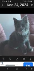 Lost Female Cat last seen Whittington street enfield, Enfield, SA 5085