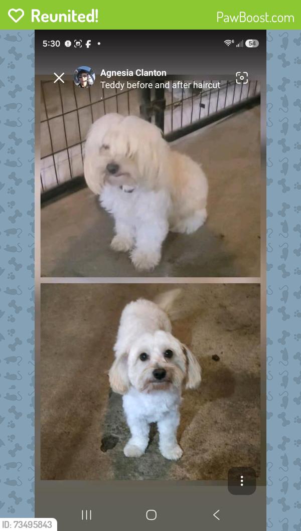 Reunited Male Dog last seen Broadway and Griffitt Street, Maryville, TN 37804