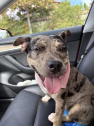 Found/Stray Female Dog last seen W 37th st, Los Angeles, CA 90007