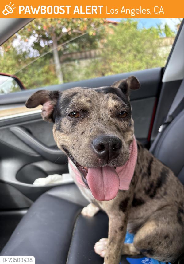 Found/Stray Female Dog last seen W 37th st, Los Angeles, CA 90007