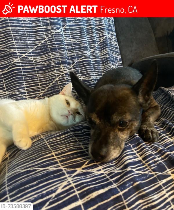 Lost Unknown Dog last seen W Lansing Way & N Briarwood Ave, Fresno, CA 93705