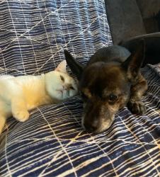 Lost Unknown Dog last seen W Lansing Way & N Briarwood Ave, Fresno, CA 93705
