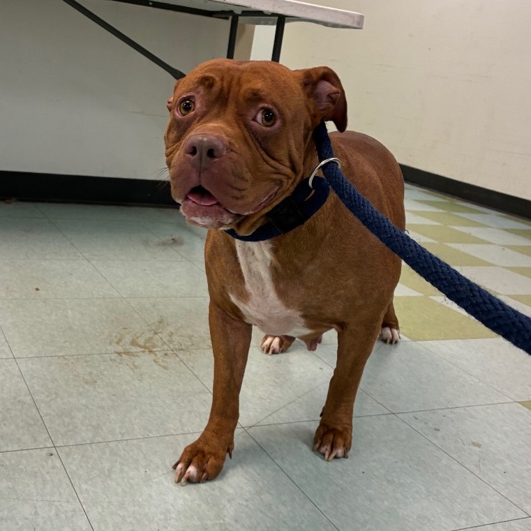 Shelter Stray Female Dog last seen , Animal Care & Control Team of Philly, 111 W Hunting Park Ave, Philadelphia, PA 19140, USA