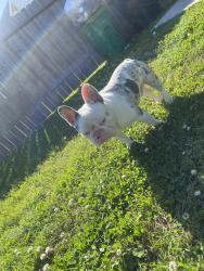 Lost Male Dog last seen Birnam Wood blvd & Hirschfield, Spring, TX 77373