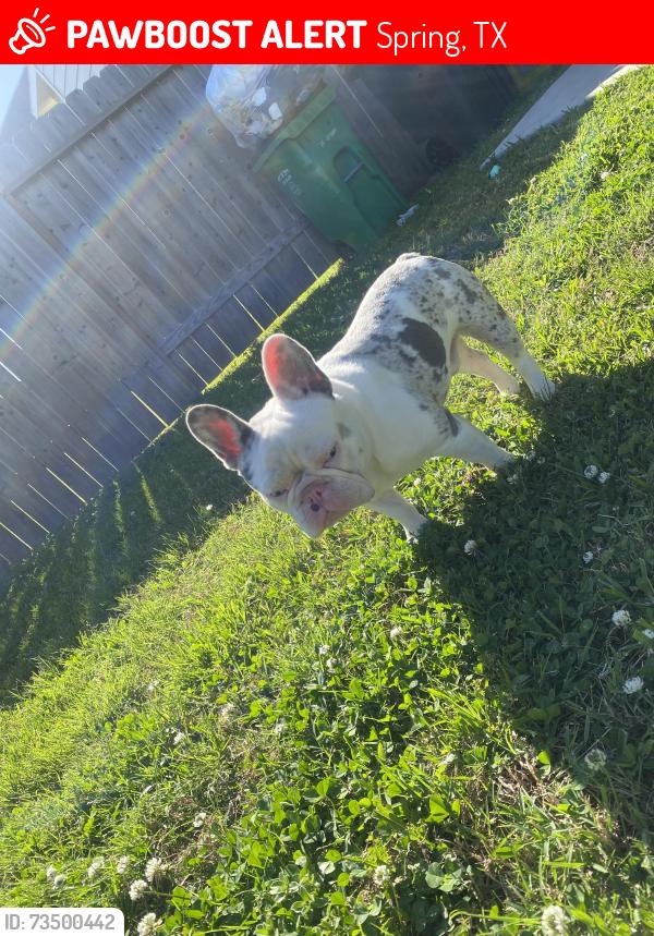 Lost Male Dog last seen Birnam Wood blvd & Hirschfield, Spring, TX 77373