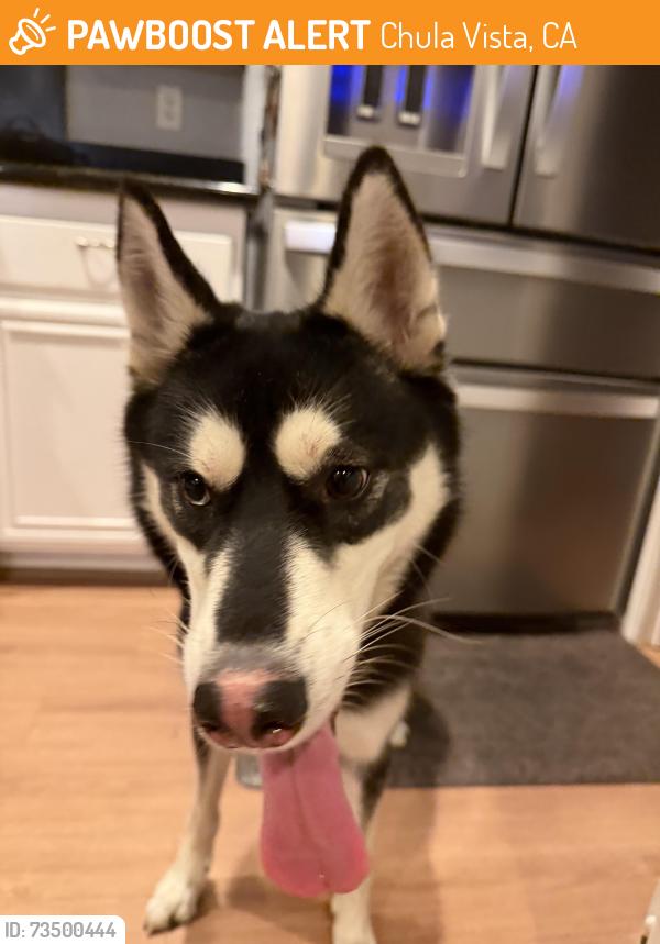 Found/Stray Unknown Dog last seen Sunset view park, Chula Vista, ca , 91915, Chula Vista, CA 91915
