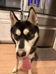 Found/Stray Unknown Dog last seen Sunset view park, Chula Vista, ca , 91915, Chula Vista, CA 91915