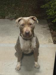 Reunited Female Dog last seen Hey 155, Henry County, GA 30253