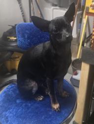 Lost Male Dog last seen Vegas drive and jones, Las Vegas, NV 89108