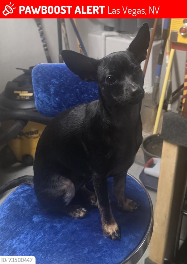 Lost Male Dog last seen Vegas drive and jones, Las Vegas, NV 89108