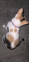 Found/Stray Female Cat last seen Near Ave NW 51 Street, Doral, FL 33178