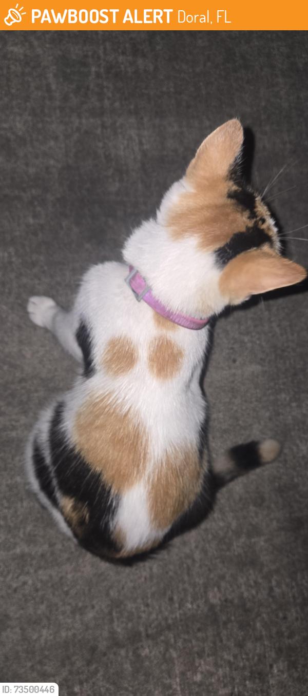 Found/Stray Female Cat last seen Near Ave NW 51 Street, Doral, FL 33178