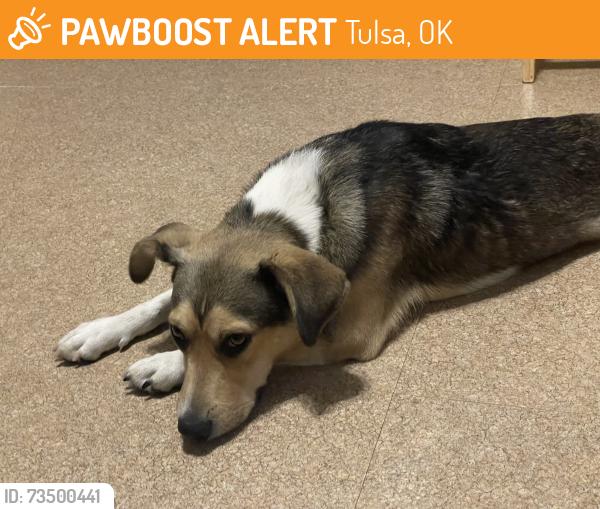 Found/Stray Male Dog last seen Downtown Tulsa, Tulsa, OK 74103