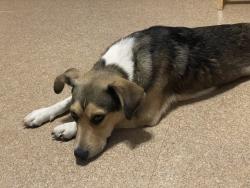 Found/Stray Male Dog last seen Downtown Tulsa, Tulsa, OK 74103