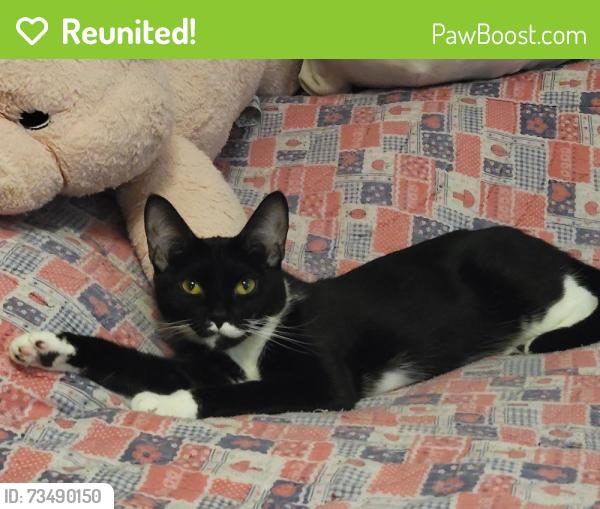 Reunited Female Cat last seen Park Place/ Simonton, Lawrenceville, GA 30046