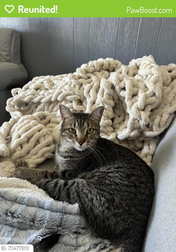 Reunited Male Cat last seen hunsberger, Grand Rapids, MI 49525