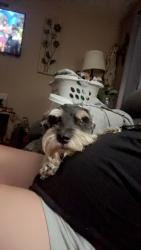 Reunited Male Dog last seen Patton Dr, Odessa, TX, USA, Odessa, TX 79761