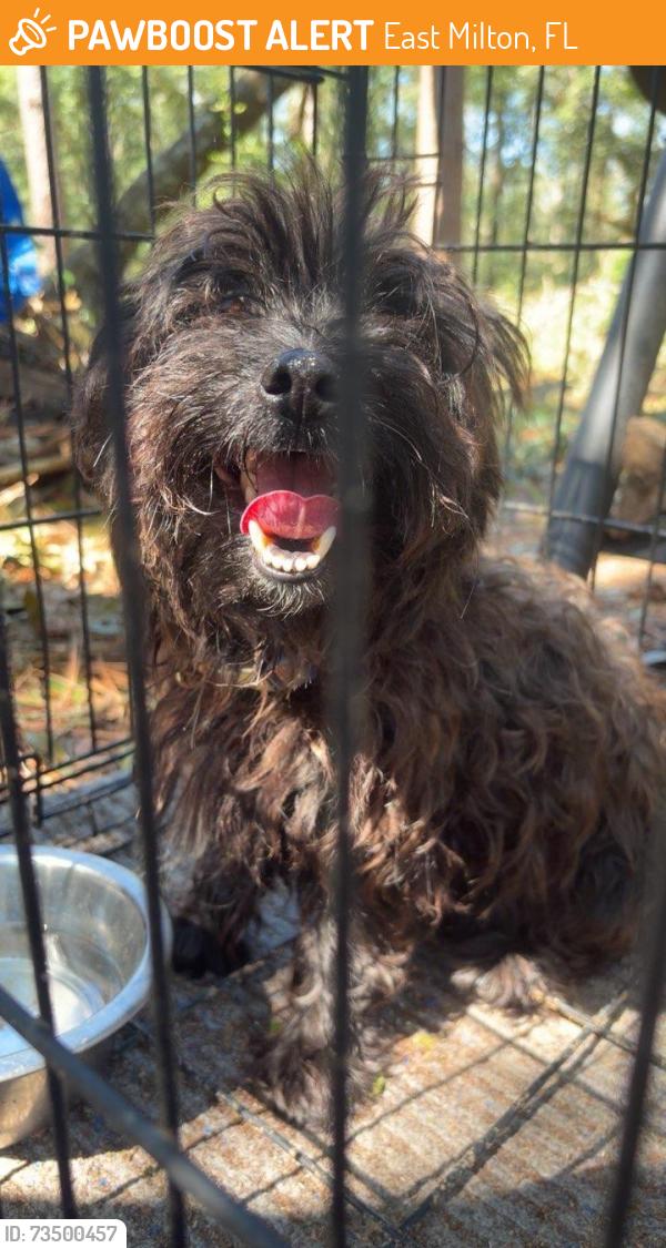 Found/Stray Male Dog last seen Hwy 87, East Milton, FL 32583