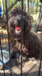 Found/Stray Male Dog last seen Hwy 87, East Milton, FL 32583