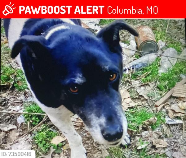 Lost Female Dog last seen Coats Lane and Gillespie Bridge Road, Columbia, MO 65203