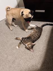 Lost Male Cat last seen Foothill blvd, San Leandro, CA 94578