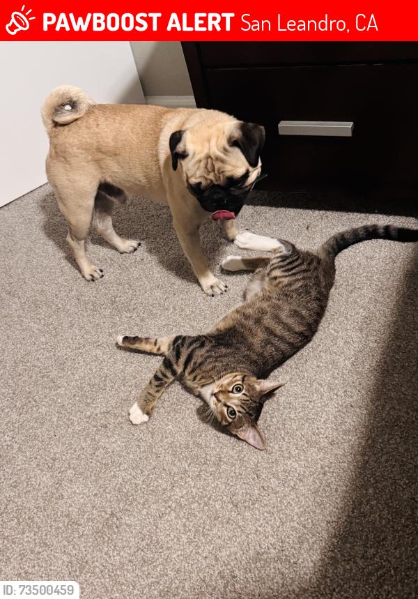 Lost Male Cat last seen Foothill blvd, San Leandro, CA 94578