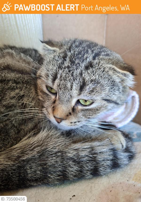 Found/Stray Unknown Cat last seen Hlltop, Port Angeles, WA 98363