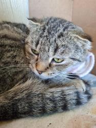 Found/Stray Unknown Cat last seen Hlltop, Port Angeles, WA 98363