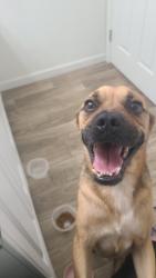 Found/Stray Male Dog last seen 67th Avenue and camelback, Phoenix, AZ 85033
