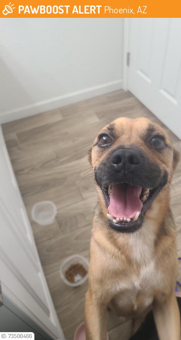 Found/Stray Male Dog last seen 67th Avenue and camelback, Phoenix, AZ 85033