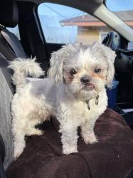Lost Male Dog last seen Gramercy Pl and Tyler, Riverside, CA 92503