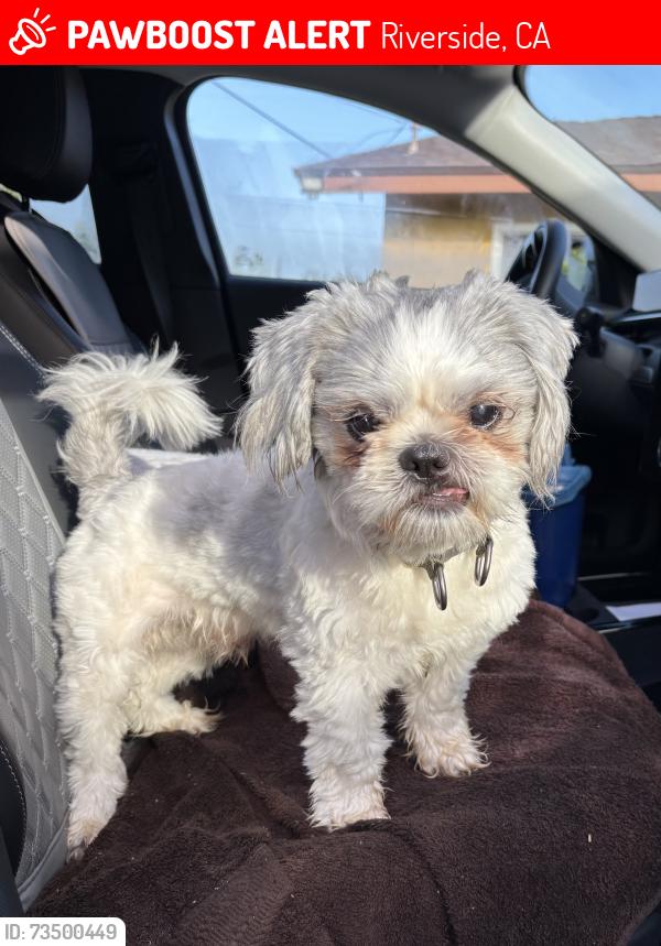 Lost Male Dog last seen Gramercy Pl and Tyler, Riverside, CA 92503