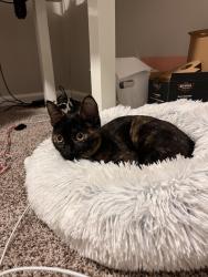 Found/Stray Female Cat last seen Savers, Lee's Summit, MO 64063