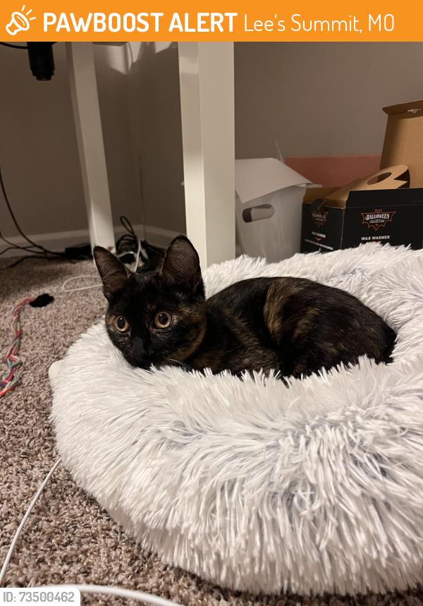 Found/Stray Female Cat last seen Savers, Lee's Summit, MO 64063