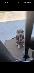 Found/Stray Male Dog last seen Greenhill ln, Arlington, TX 76014