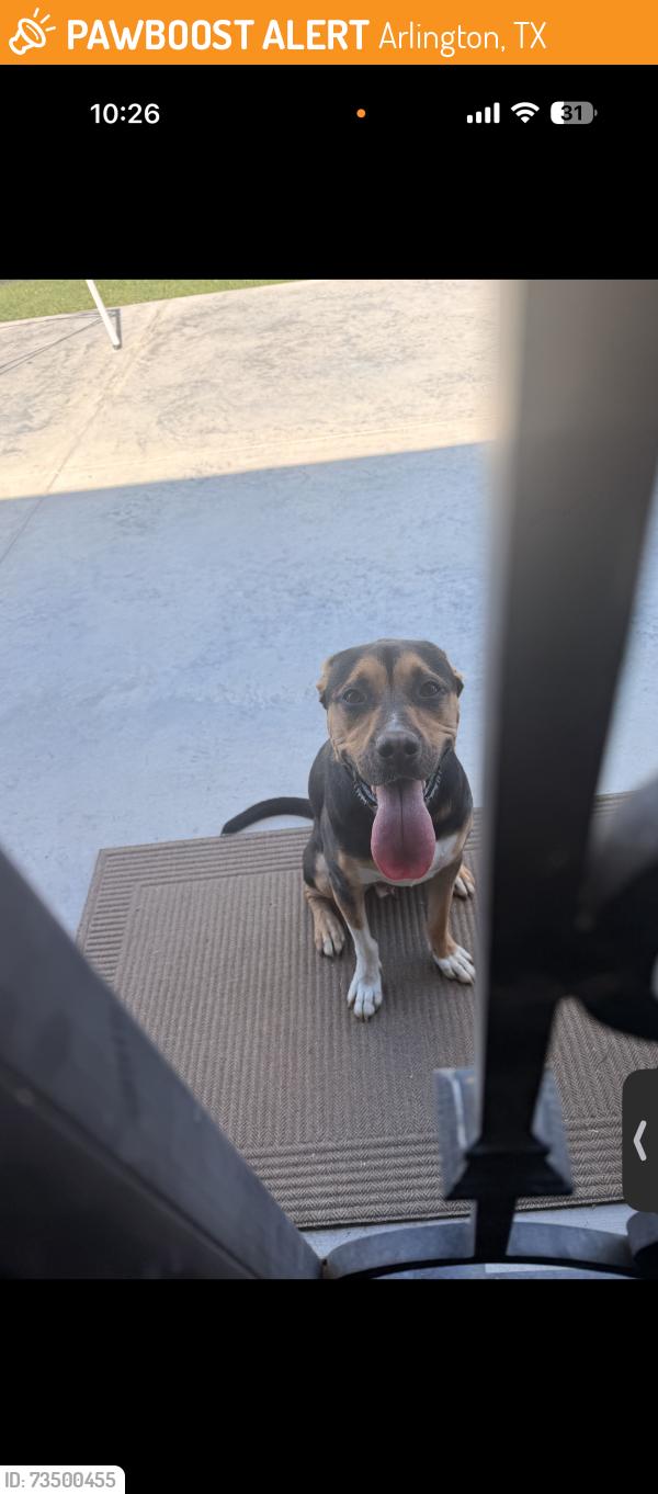 Found/Stray Male Dog last seen Greenhill ln, Arlington, TX 76014