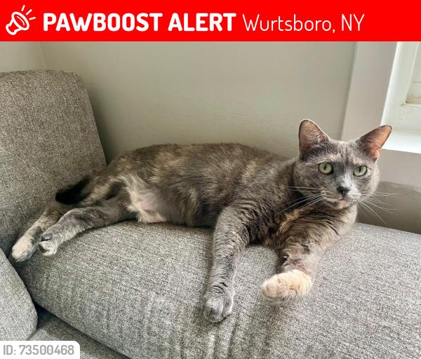 Lost Female Cat last seen Near hse, left at around 5pm, Wurtsboro, NY 12790