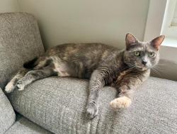 Lost Female Cat last seen Near hse, left at around 5pm, Wurtsboro, NY 12790