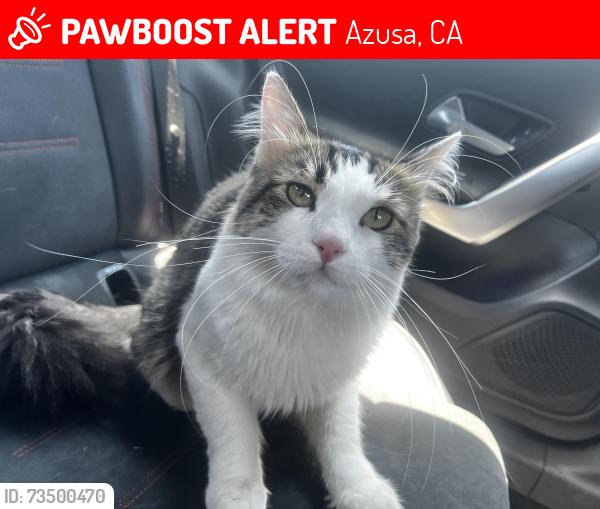 Lost Male Cat last seen Newburgh, Azusa, CA 91702