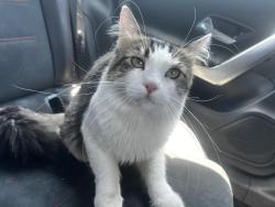 Lost Male Cat last seen Newburgh, Azusa, CA 91702