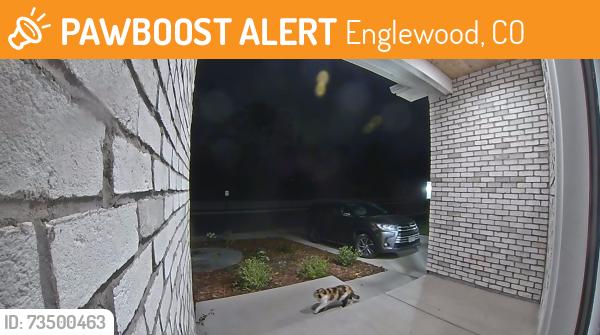 Found/Stray Unknown Cat last seen Mariposa Ct & E Tufts, Englewood, CO 80110