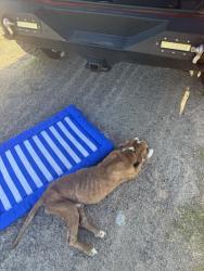 Found/Stray Male Dog last seen Dixie Blvd., Odessa, TX 79761