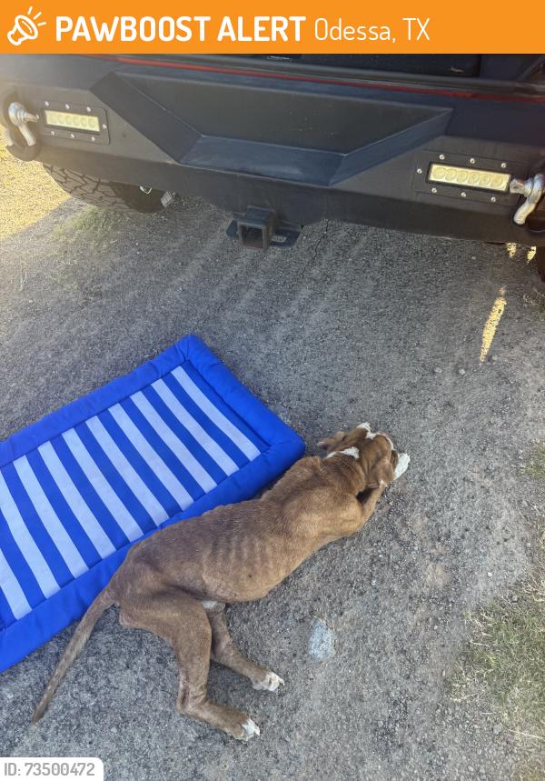 Found/Stray Male Dog last seen Dixie Blvd., Odessa, TX 79761