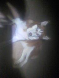 Reunited Unknown Dog last seen San Angelo, Texas Entrance to Country Club Lake ests, Covington, TN 38019