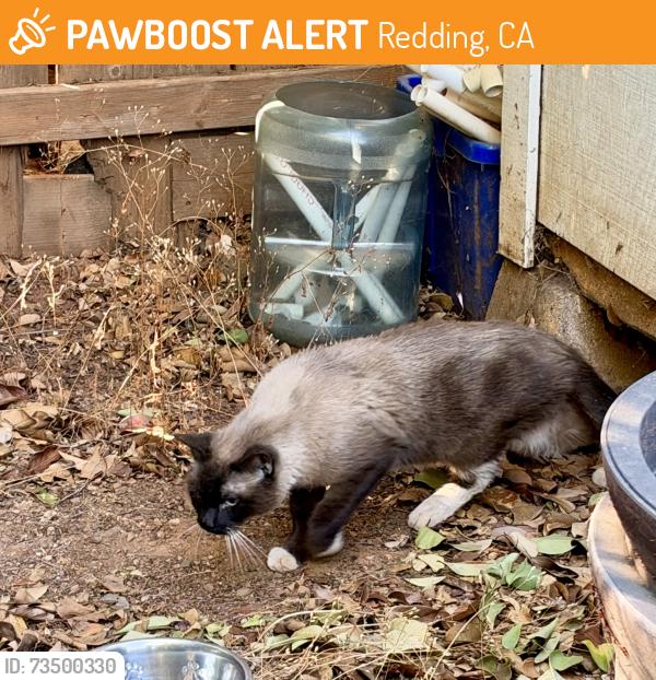 Found/Stray Unknown Cat last seen Silverfield Loop, Redding, CA 96003