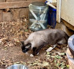 Found/Stray Unknown Cat last seen Silverfield Loop, Redding, CA 96003