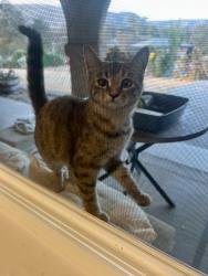 Found/Stray Unknown Cat last seen Goldrush Ln and hmstd, Fresno County, CA 93619