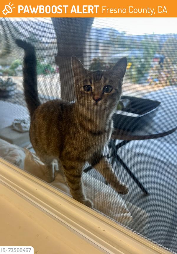 Found/Stray Unknown Cat last seen Goldrush Ln and hmstd, Fresno County, CA 93619
